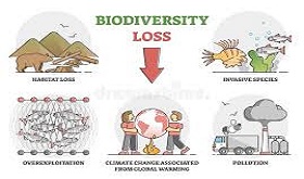 Understanding the Loss of Biodiversity A Global Crisis